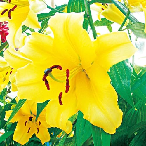 ユリ 球根 花ユリ オリエンタルリリー 大球 ゴールデンカサブランカ（コンカドール） 12球 / 国華園 25年秋商品のサムネイル