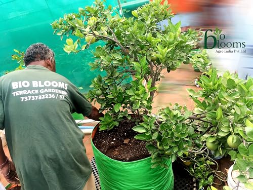 Image of Bio Blooms Round HDPE Plant Grow Bag for Terrace & Kitchen Gardening | Pack of 10 | 15x18 | 200 GSM Heavy Duty Outdoor Grow Bag | Durable Planter for Vegetables, Flowers & Plants | Green & Orange
