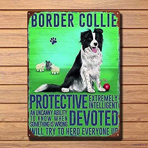 Are Border Collies Protective
