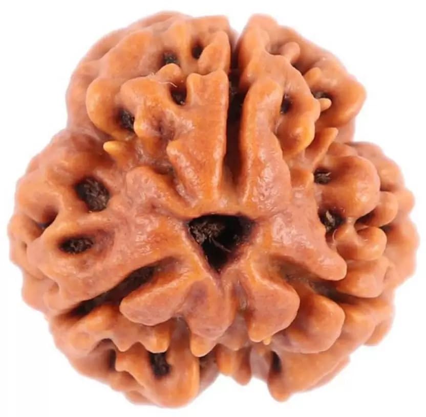 shivtantra Three mukhi Rudraksha Quality Bead Original, Certified Rudraksha for Men and Women, Color Brown and Puja InstructionsX17-picture-24