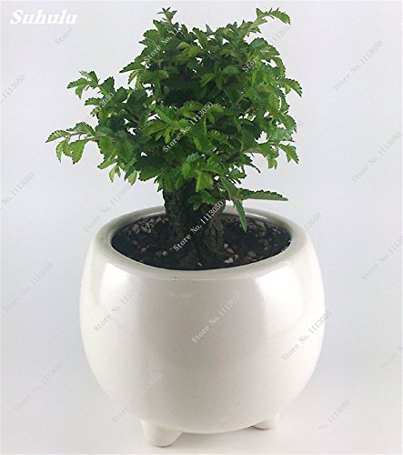 Seltene Zelkova Seed Topfpflanze Baum Samen Authentisches Buche Samen Bonsai-Hausgarten  Zierblumentpfe Pflanz 20 PC : Amazon.de: Garten