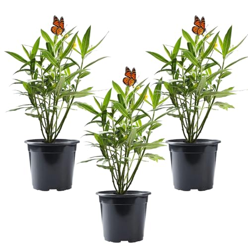American Plant Exchange Milkweed Bush 'Tuberosa' &ndash; 6-Inch Pot 3-Pack &ndash; Live Yellow Flowering...