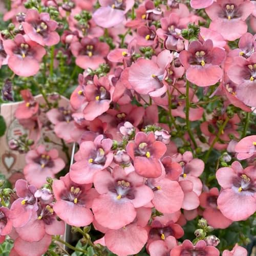 elfensporn - balkon kübelpflanzen seltene wiesenblumen garten winterharte für balkon blumendeko blumensamen garten 200samen