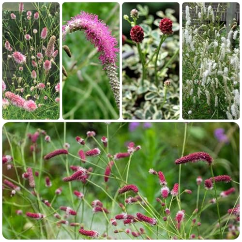 semillas de la planta ranúnculo de pradera semillas de plantas, plantas para lugares soleados, sanguisorba officinalis, Hierbas para cubrir el suelo, flores para el balcón Hierbas 125pcs