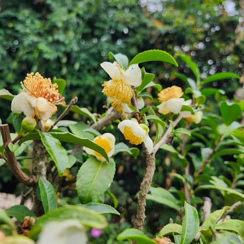 Usarlo per ottenere diversi effetti di abbellimento. Questo è facile e senza stress sia per gli amanti del giardino che per i principianti.