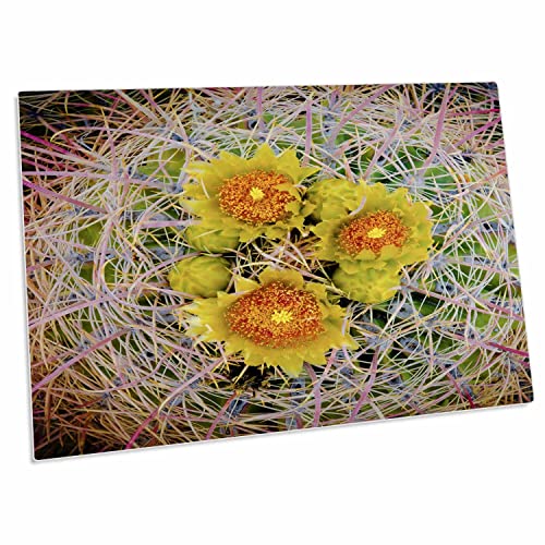 3dRose Barrel Cactus en Bloom, Desk Pad 23x16 pulgadas