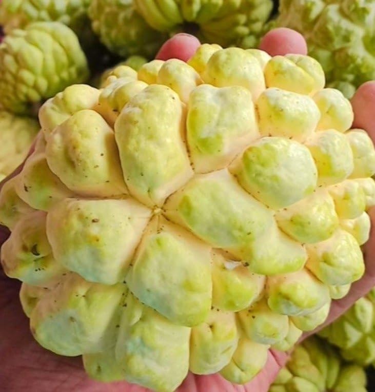 GOLDEN BLOOM Custard Apple Plant Grafted/Golden THai Custard Apple Plant Grafted Original 1 Ft Height (B0CWKLDTBX) Amazon Price History, Amazon Price Tracker