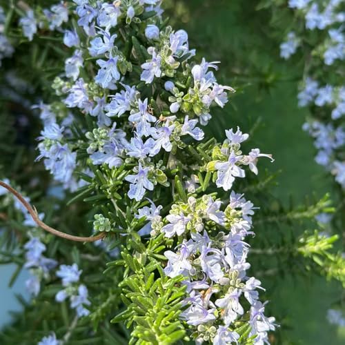 semi di rosmarino, giardino roccioso verdi semi di aiuole rialzate balcone aiuola 600pcs
