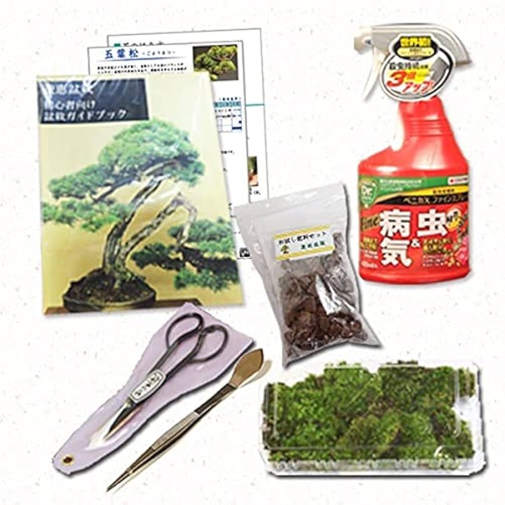 Amazon.co.jp: 五葉松小品盆栽セット*セット割 入門者向け 盆栽