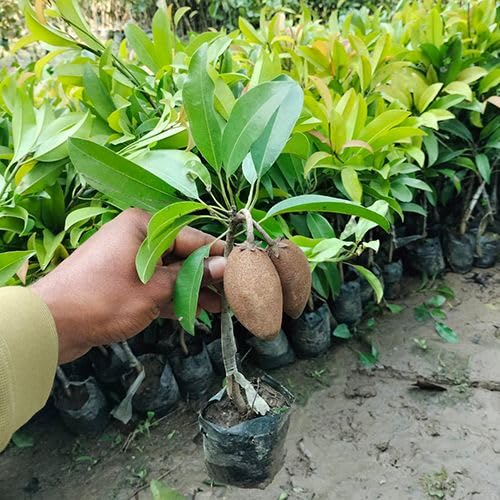 Image of PACK OF 1 LONG THAI CHIKU FRUIT PLANT OUTDOOR GARDEN LIVE ORGANIC GRAFTING HYBRID TREE