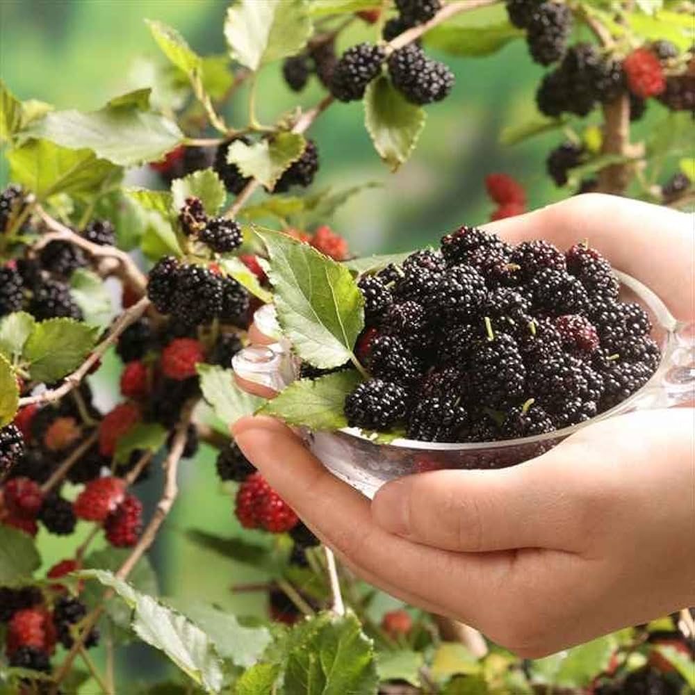 マルベリー　シャルロットリュス　実付　大株　果樹苗木　果樹苗　果実苗木　実　1 Amazon.co.jp: クワ苗 シャルロットリュス (わい性霧島四季成り