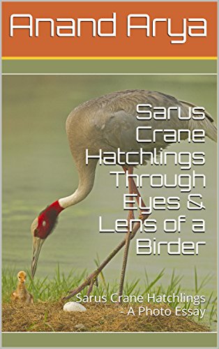 Sarus Crane Hatchlings Through Eyes & Lens of a Birder: Sarus Crane Hatchlings