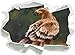 Produktbild Einsamer Falke mit braunem Gefieder Kunst Pinsel Effekt, Papier 3D-Wandsticker Format: 92x67 cm Wanddekoration 3D-Wandaufkleber Wandtattoo