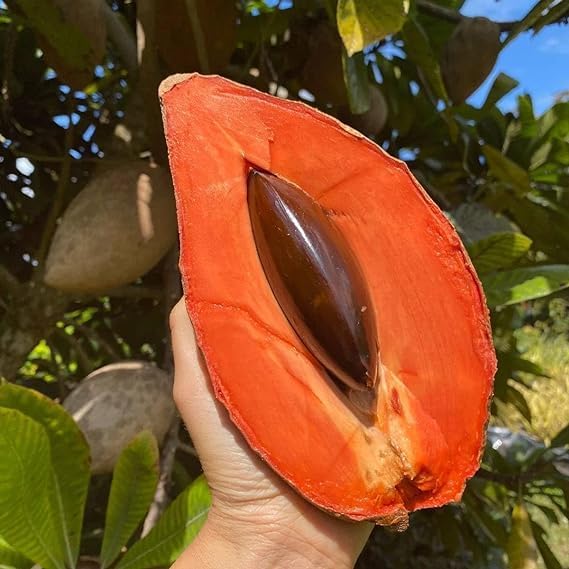 Sweet Red Sapota Chikoo Sobeda Big Size Thai Variety Grafted Healthy Live Plant All Time Pack of 1 (Fruit After 1 Year)'-image-16