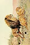 Licensor - Printable Heaven Wild Life of the World 1916 Lions Poster Print by Friedrich Wilhelm Kuhnert (24 x 36)