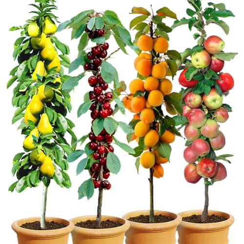 BALDUR Garten 4er-Set Säulenobst Naschgarten Set bestehend aus Birne Süß-Kirsche Aprikose & Apfel platzsparendes schlank wachsendes Säulenobst Spalierobst winterhart reichtragende Sorten