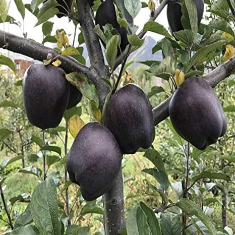 Expensive Black Diamond Apple_Grafted Live Plant_Very Sweet Rare Variety Suitable for Hot & Cold Climate_ Fruit After 1 Year (B0C57FP9G8) Amazon Price History, Amazon Price Tracker