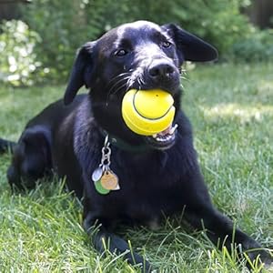 Kong Company 38701214 Squeezz Tennis Ball Dog Toy Asst Lg  Cucciolini Doodles Kong company 38701214 squeezz tennis ball dog toy asst lg   cucciolini doodles