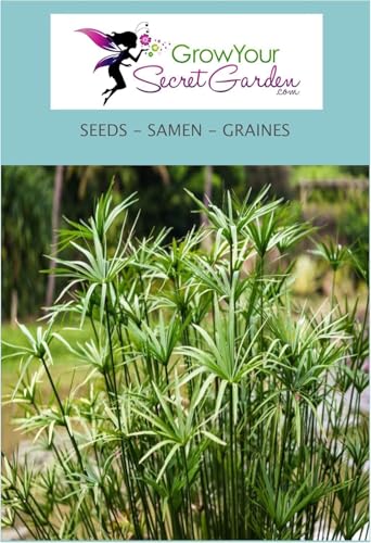 Papyrus d'Égypte 10 Graines, Cyperus Papyrus