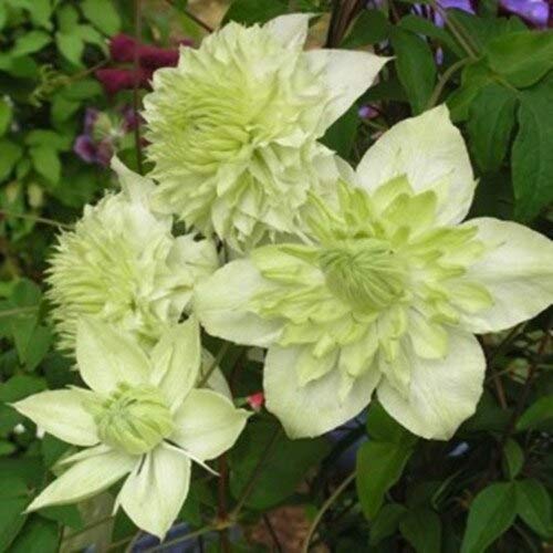 70 Pcsmix Beautiful Clematis Seeds Flower Diy Perennial Flowers Climbclematis Seeds For Home Garden1
