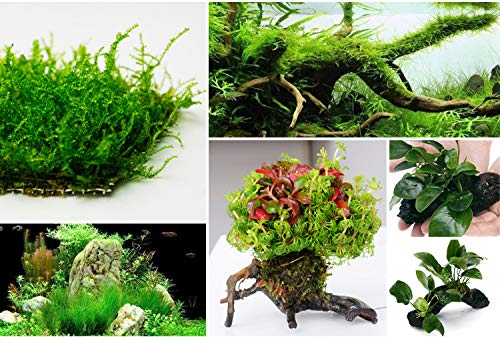 Miguco 5X 120M 0.2Mm Crystal String Moss Line For Aquarium Fish Tank Water Grass Driftwood Landscaping #TOP5