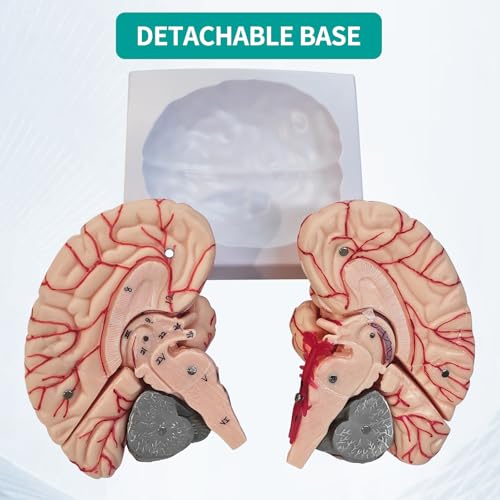 Image of SFXYJ Charts Human Brain Anatomical Model, 8-Part Model of Brain Life Size Anatomically Accurate Brain Model w /Labels & Display Base for Science Classroom Study Display, Manual Included
