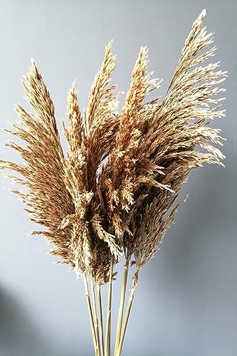 Kuru Çiçek Pampas 7 Adet 100 Cm Boy