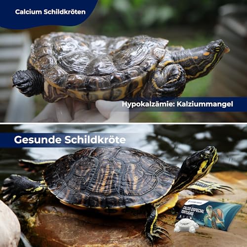 AF® - 4 Sepiaschalen für Schildkröten, 4 Pack Calcium schildkröten Erde zur Stärkung der Schale | Setzt langsam Kalzium frei, Verhindert schlechten Geruch, Vitaminformel, Sepiaschalen