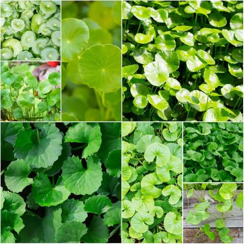 semillas de Centella - variedades antiguas césped de bonsái centella asiática siembra cobertura del suelo sombra 400pcs