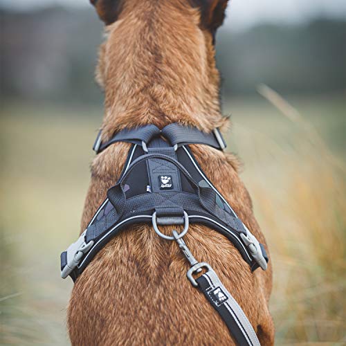 Dog Swimming Gear Dog Training Me