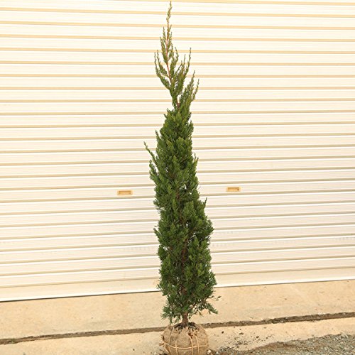 Amazon | 庭木：カイヅカイブキ（貝塚伊吹）かいづか*針葉樹