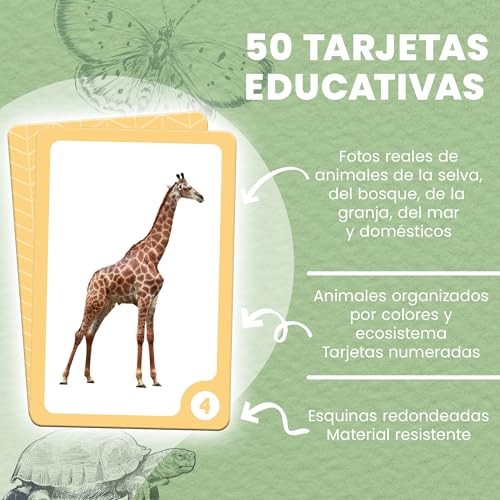 Rocket Kidz – As minhas primeiras palavras animais – 50 cartões Montessori de animais para estimulação precoce da linguagem de bebés e crianças pequenas [Métodos Montessori e Doman] [7 idiomas]