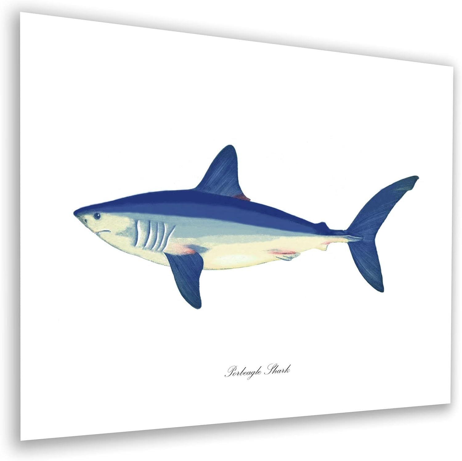 Gnosis Picture Archive Sharks Wall Art Prints Set of 6 Unframed Under The Sea Themed Decor