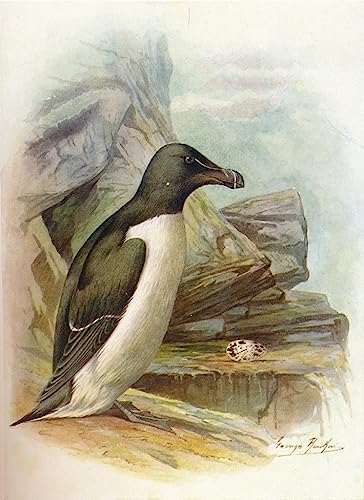 Art Tableau Petit Pingouin Alca Torda de George Rankin Impression sur Toile 60x90cm