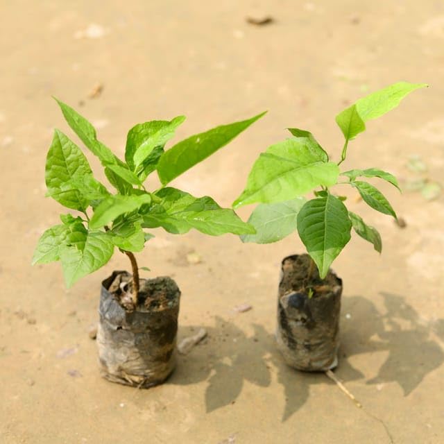 Set of 2 - Bel Patra in 4 Inch Live Nursery Plant (B0CVS8649H) Amazon Price History, Amazon Price Tracker