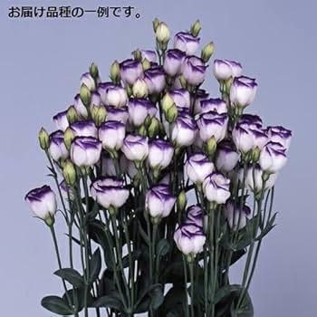 もこせんせい　トルコキキョウ　トルコギキョウ苗 もこせんせい様専用 トルコキキョウ トルコギキョウ苗 - メルカリ