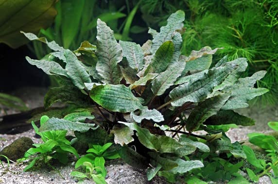 Maalavya Live Aquarium Aquatic Plant Cryptocoryne Wendtii Brown Live Plant With Pot (Pack Of 3) (B0BPSSGJBF) Amazon Price History, Amazon Price Tracker
