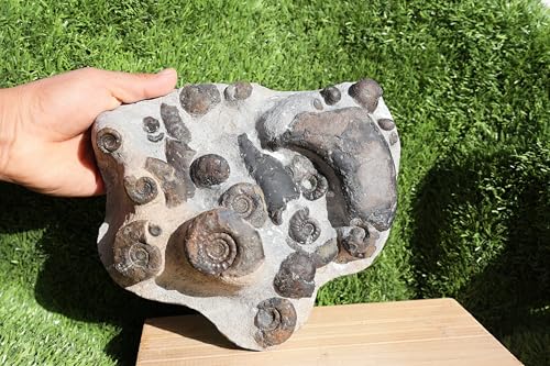 Image of Natural Platyclymenia & Gonitites & Orthoceras Plate ammonites Fossil Moroccan Fossil A102