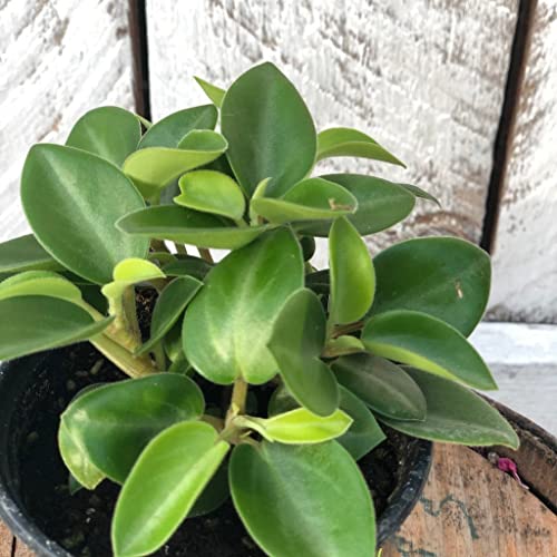 Creative Farmer Gardening Plant Peperomia Orba 10 Cm Pot Indoor Plants for Hanging Pots (Gardening Healthy Live Plant)