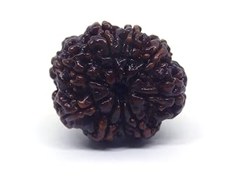 Gemz Mine Natural 9 Mukhi Rudraksha Original Certified 9 Face Rudraksha Nau Mukhi Durga Maa Rudraksha Navmukhi Rudraksh Silver Pendant for Wearing