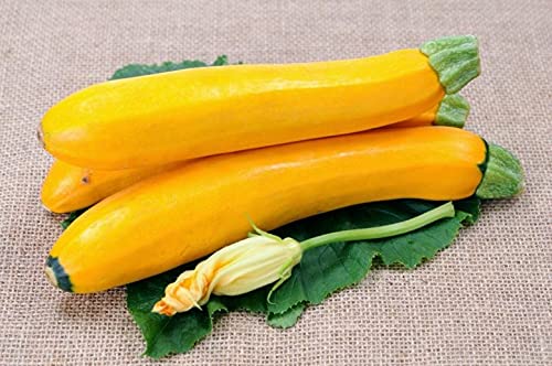 Raise Me Up: Seeds Easy Pick Gold Ii Zucchini Courgette Non Gmo Heirloom #TOP6