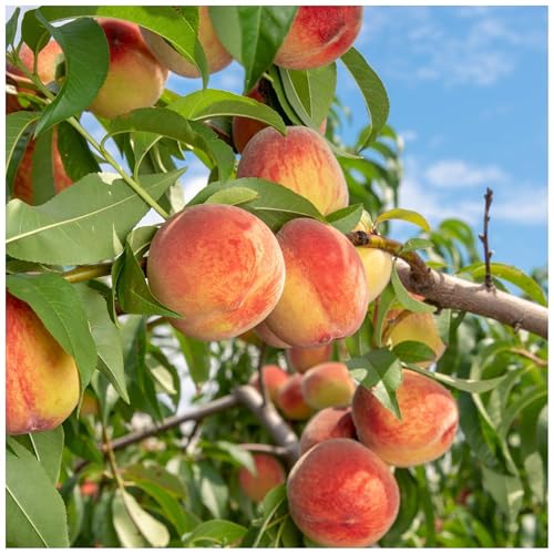 Peach Tree 'Melred', 3-4ft, in 5L Pot, Self-Fertile & Heavy Cropping 3fatpigs®
