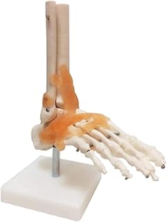 Study Model Educational Model Human Anatomy Skeleton Model - Foot and Ankle Bone Joint Model with Ligament Fibula Toe Bone Structural - Medical Educational Training Teaching Aid SaiFei