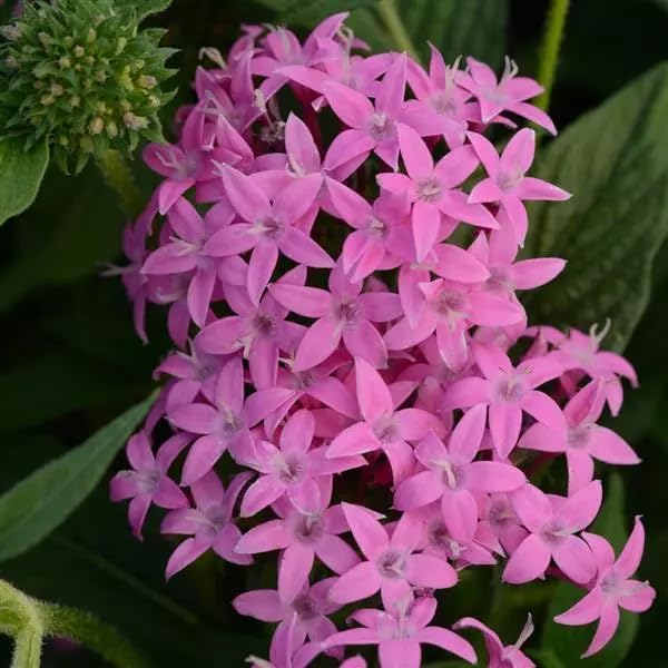 Pentas Lanceolata Orchid Illusion Live Plants | Pack of 2 (Two) | 5-9' Tall | Egyptian Starcluster | Heat Tolerant Outdoor Patio & Garden Flowers