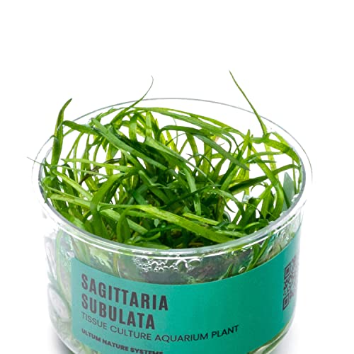 Ultum Nature Systems Sagittaria Subulata Tissue Culture Live Plant For Aquarium, Aquascape, Freshwater Fish Tanks - 100% Snail Free In Vitro #TOP2