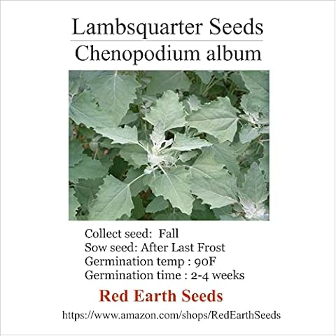 Lambsquarter/Chenopodium Album - 500 Seeds (Organically Grown) Cover