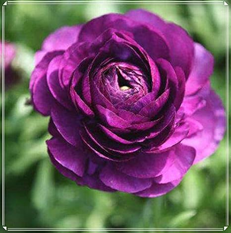 Amazon ラナンキュラス 球根 販売 球根 秋植え 球根 満開の優しい花 繊細で美しい花びら 装飾 香り 鮮やかな花が咲くシンプルな植物 5 球根 1 花 Amazon ラナンキュラス 球根 販売 球根 秋植え 球根 満開の優しい花 繊細で美しい花びら 装飾 香り 鮮やかな花が咲くシンプルな植物 5 球根 1 花