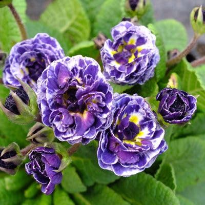 SVG® Primula Imported flower seeds Imported seeds & Home gardening pack of 50-60 seeds (purple)