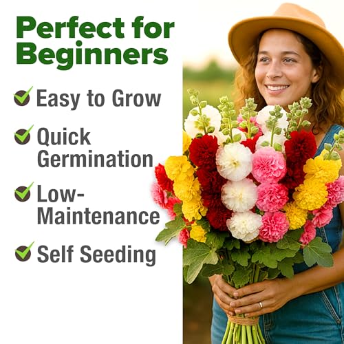 Image of HOME GROWN Hollyhock Summer Carnival Mix Flower Seeds - Alcea Rosea, Premium Annual Flower Seeds, 1000 Seeds for Planting Flowers, High-Germination Flower Seed Bulk Pack