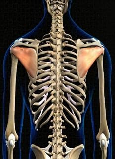 Puzzles for Adults 1000 Pieces Jigsaw Puzzles with Letters on Back Infraspinatus Muscles Anatomy Posterior View Black Difficult Hard Cool Puzzle 1000 Piece Puzzle Clearance